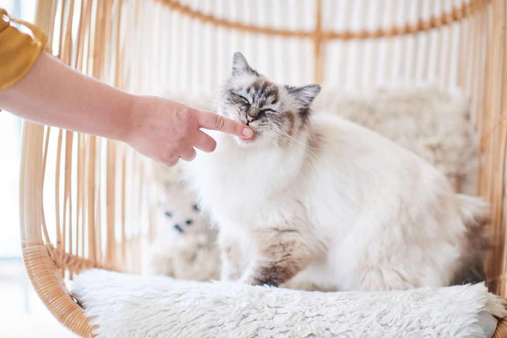 Do I need to worm my cat or dog Beaphar